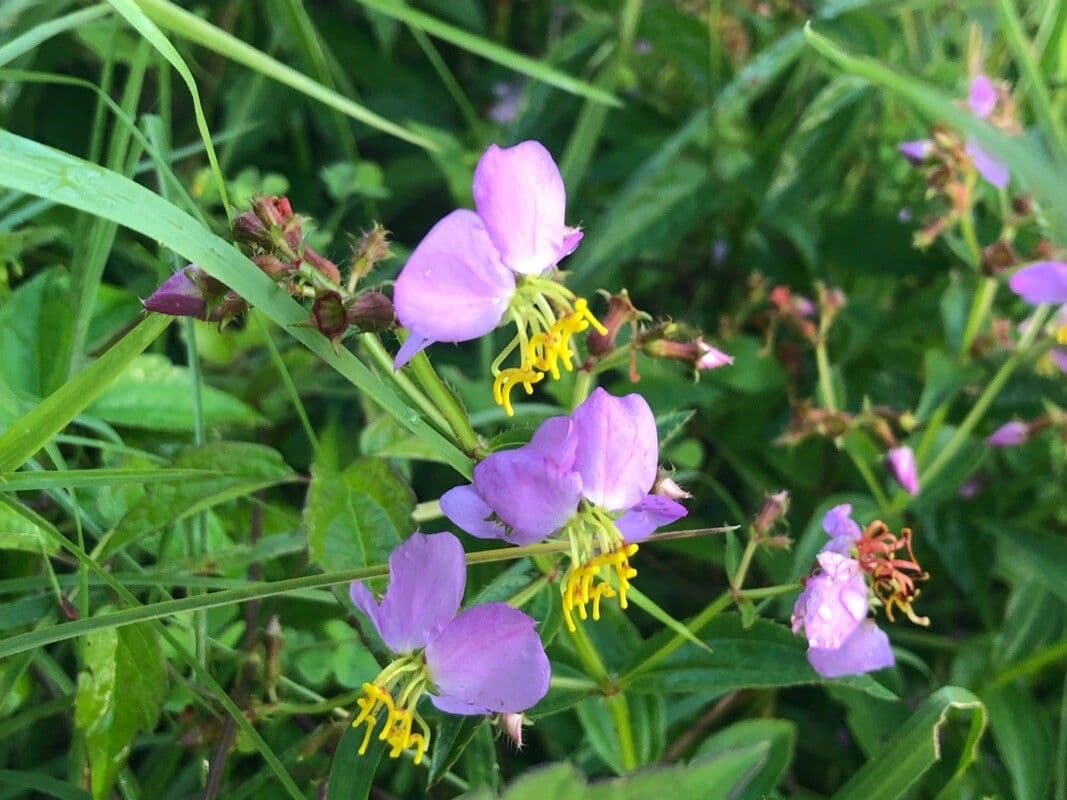 Rhexia virginica 3