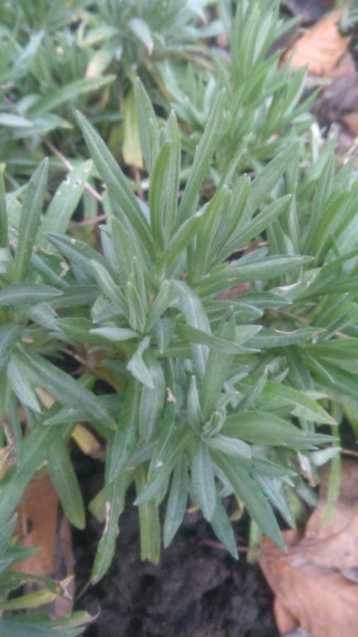 Immortelle annuale 12