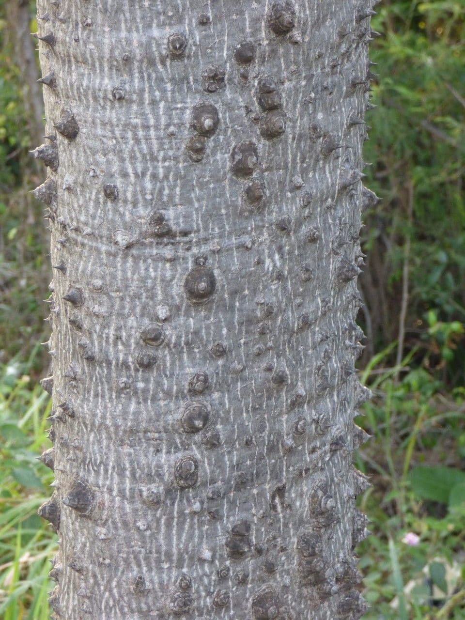 Albero del cotone 23