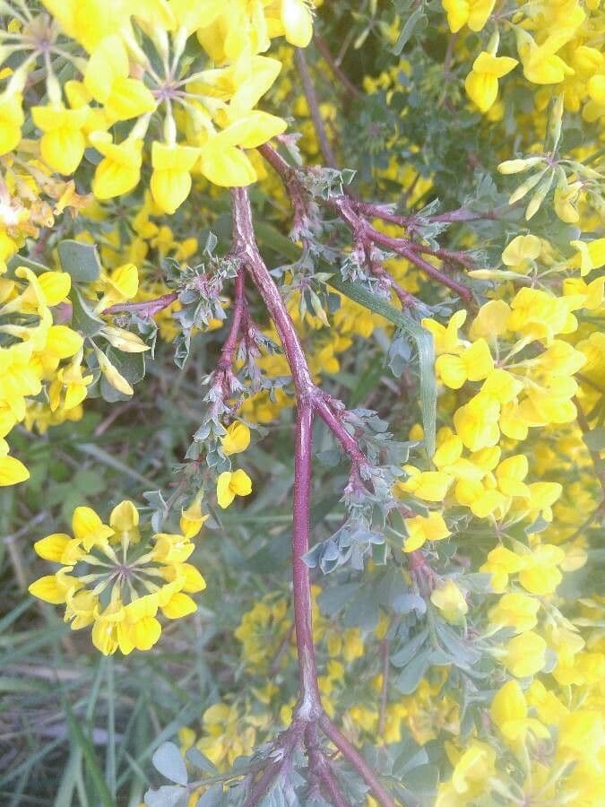 Coronilla valentina 25