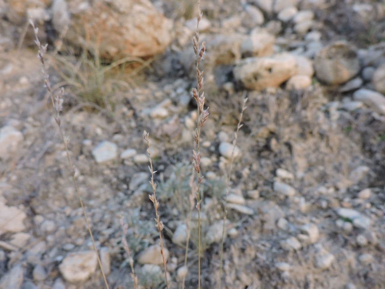 Tridentopsis 3