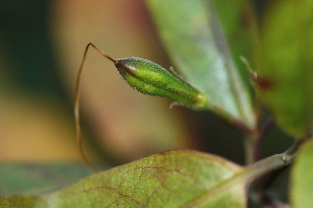 Graptophyllum 2