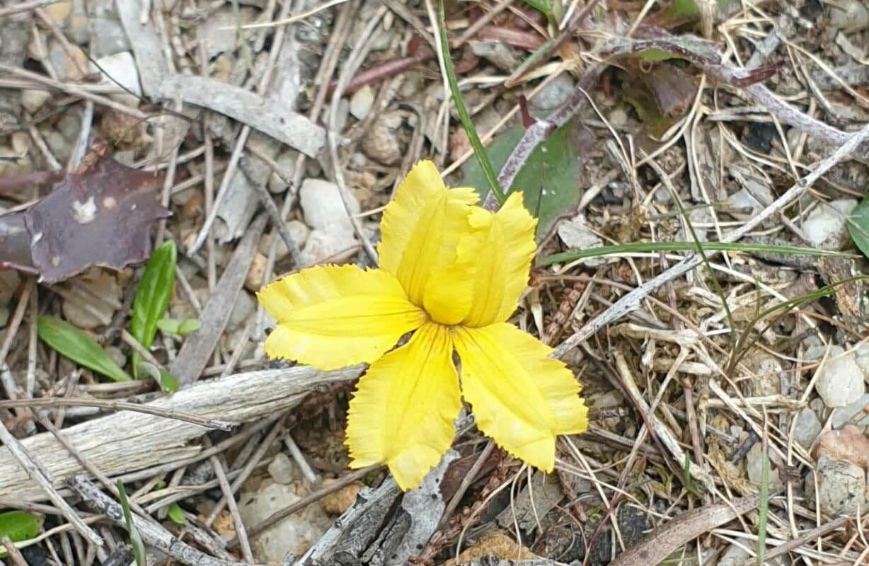 Goodenia pinnatifida 4
