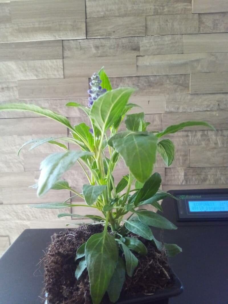Mealy Sage 2