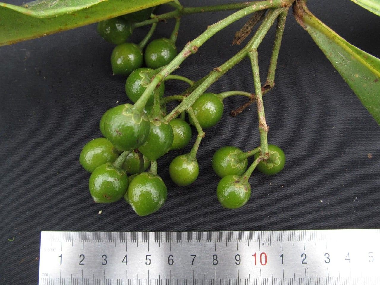 Hymenandra 4