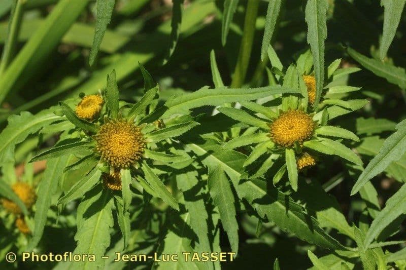 Bidens radiata 13