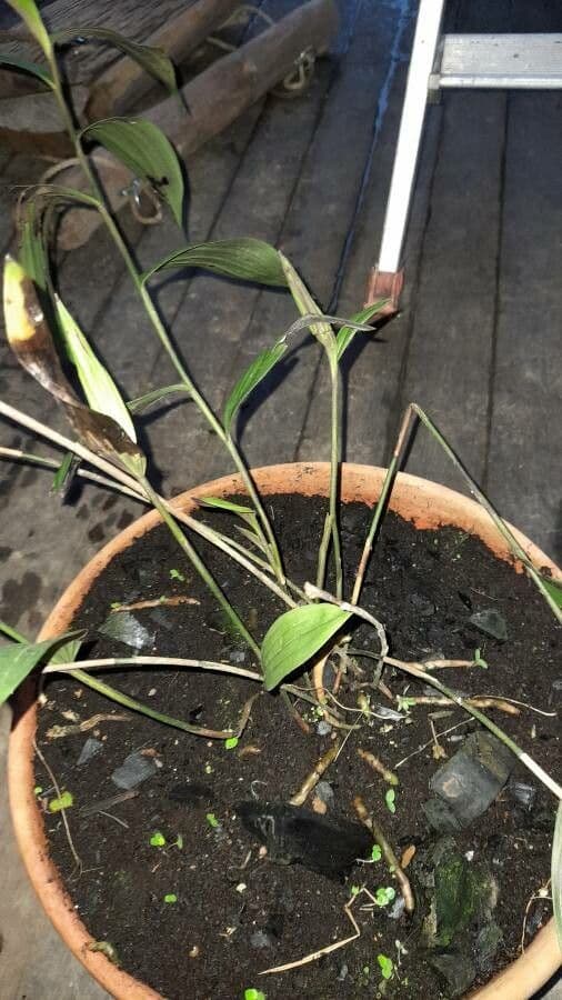 Sobralia 7
