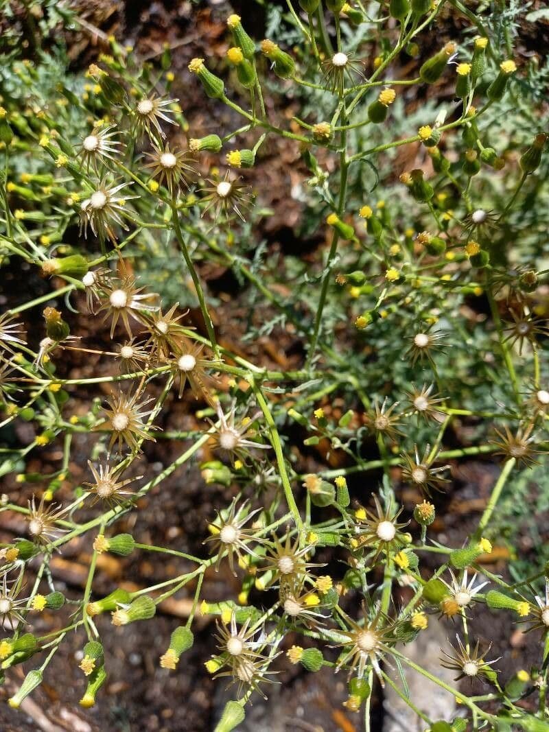 Senecio dei boschi 29