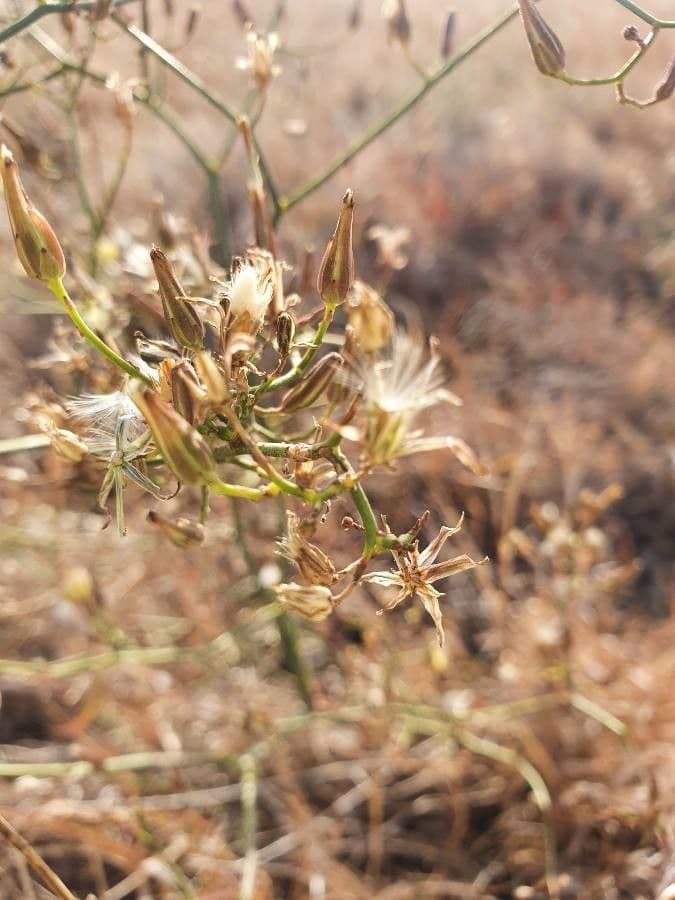Launaea