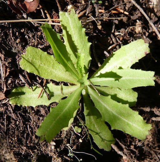 Rafinesquia californica 13