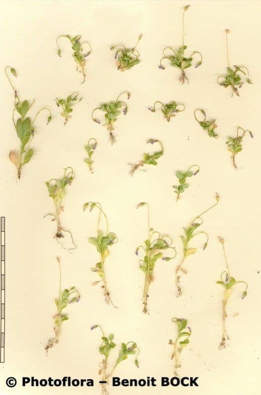 Solenopsis 23