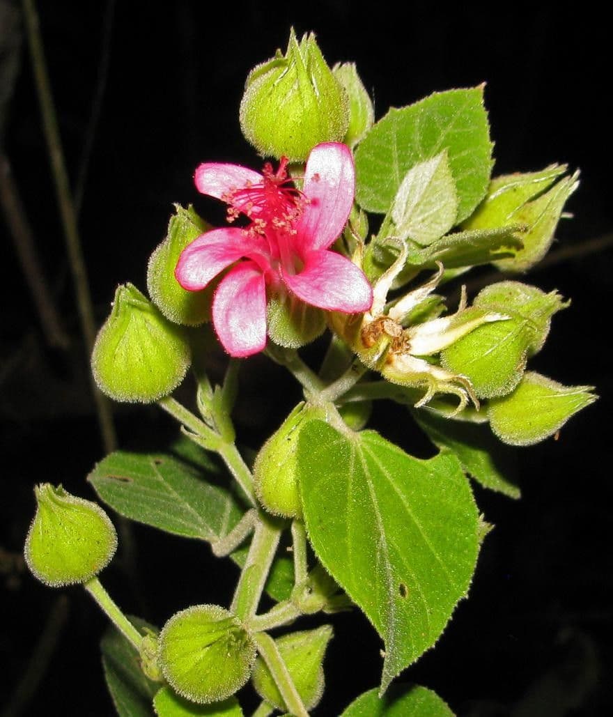 Pavonia 4