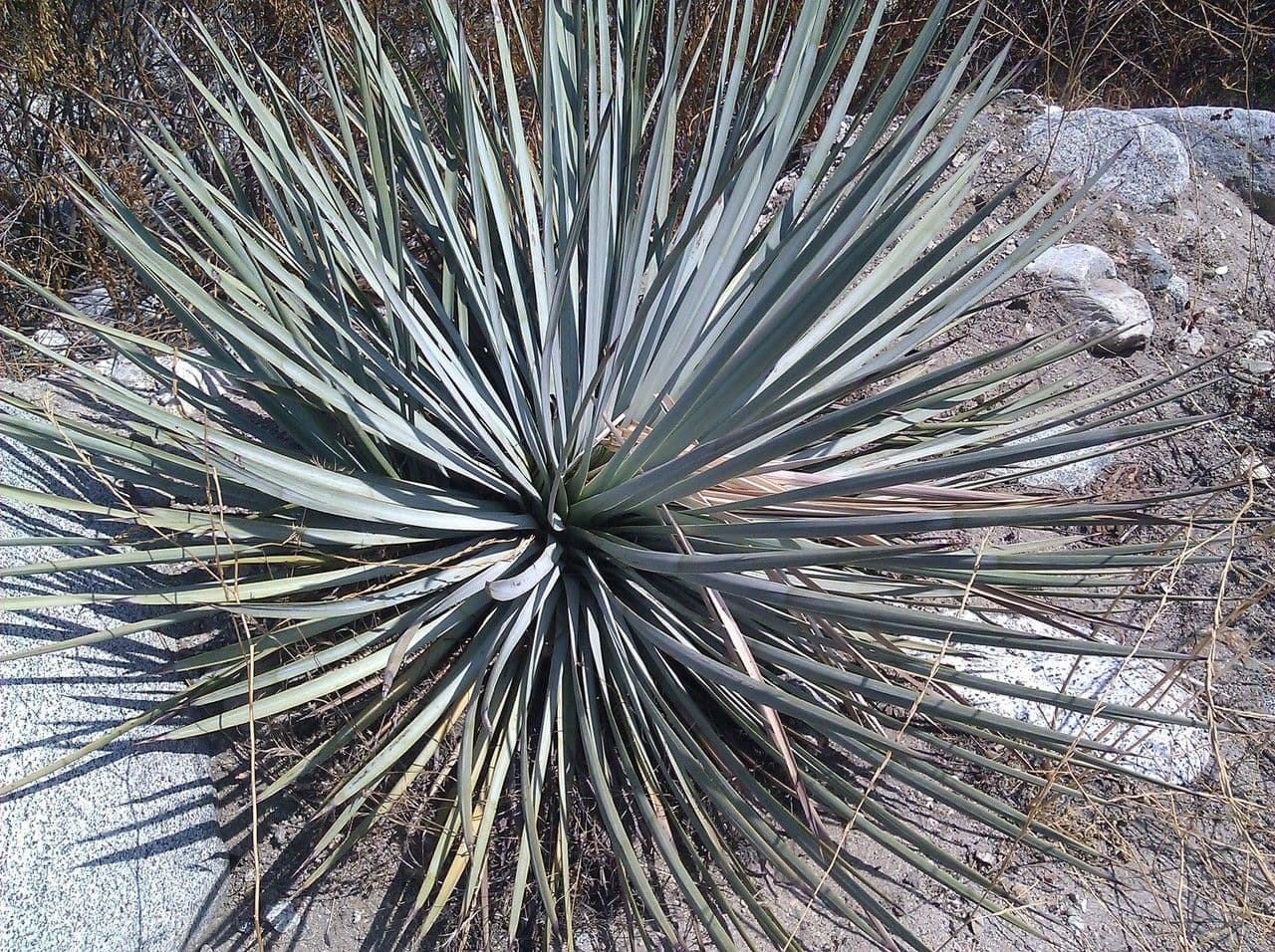 Whipples Yucca 10