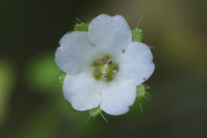 Pholistoma 8