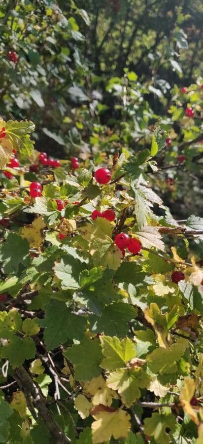 Ribes alpino 4