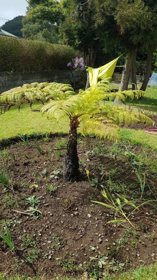 Sphaeropteris 4