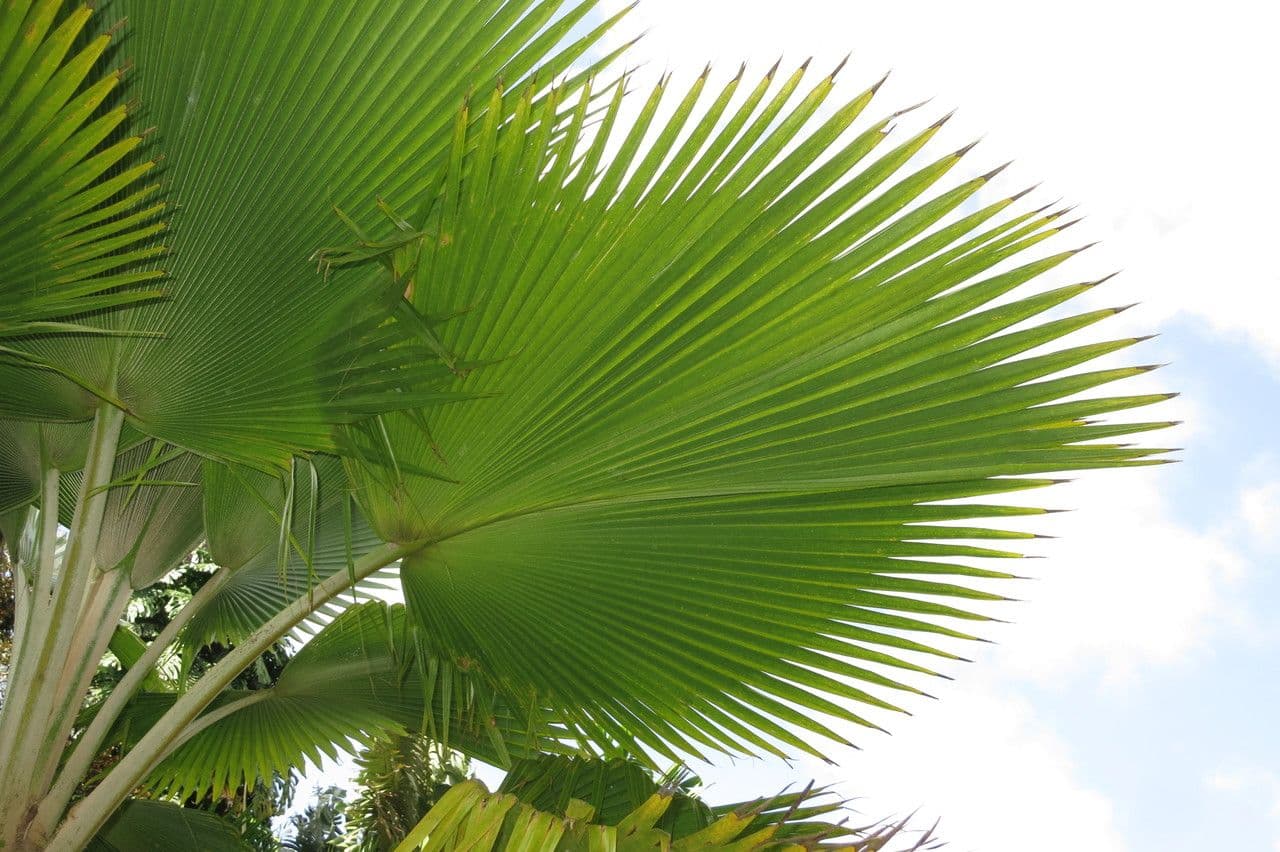 Palma a ventaglio di Vanuatu 22