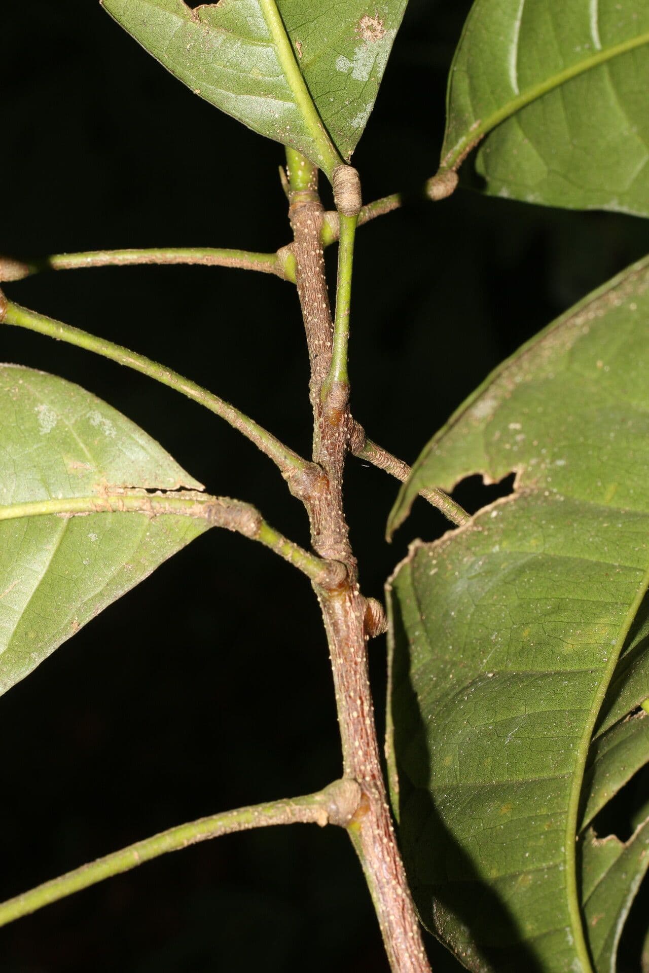 Conchocarpus 18