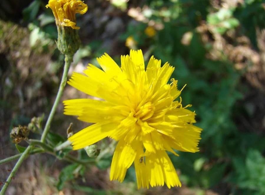 Racemose hawkweed 4