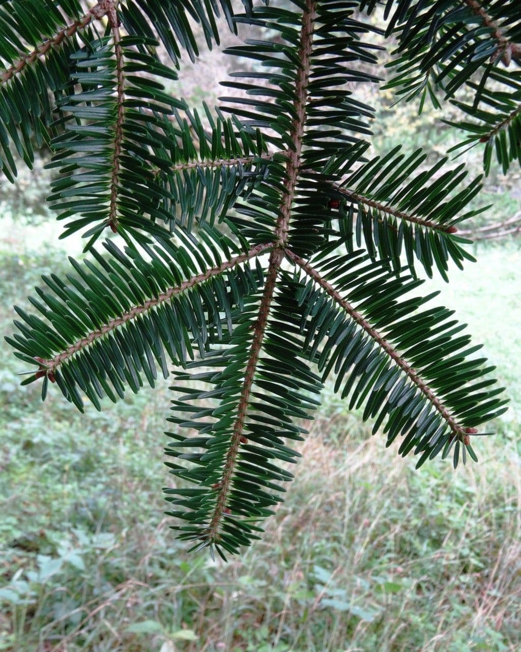Abete 10