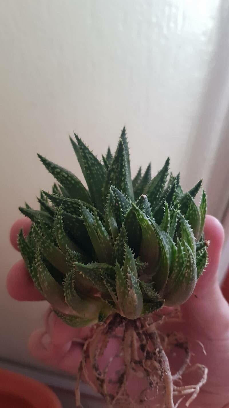 Haworthia 4