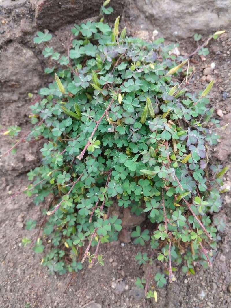 Acetosa esile 8