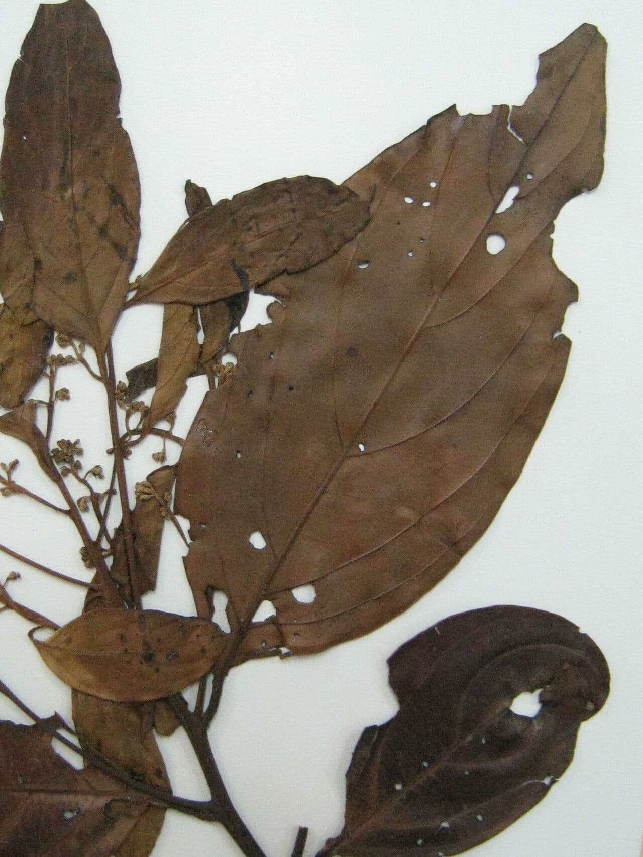 Nectandra 3