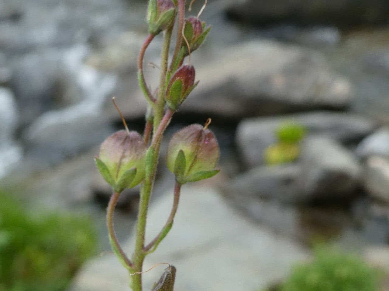 Veronica ponae 4
