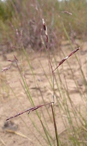Triplasis purpurea 2