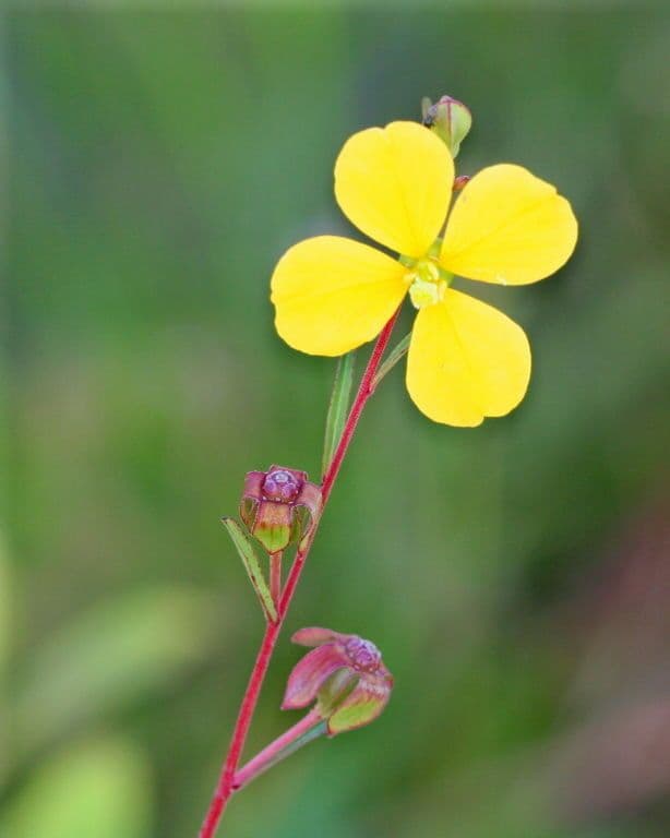 Ludvigia marittima 4