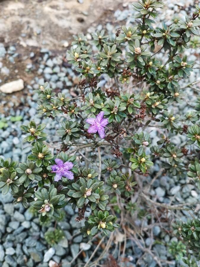 Rododendro lapponico 19