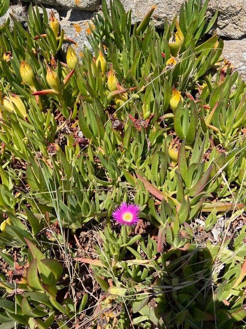 Carpobrotus chilensis 5