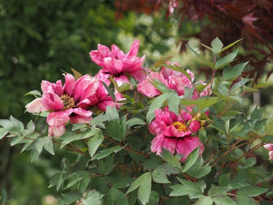 Peonia mascula 9