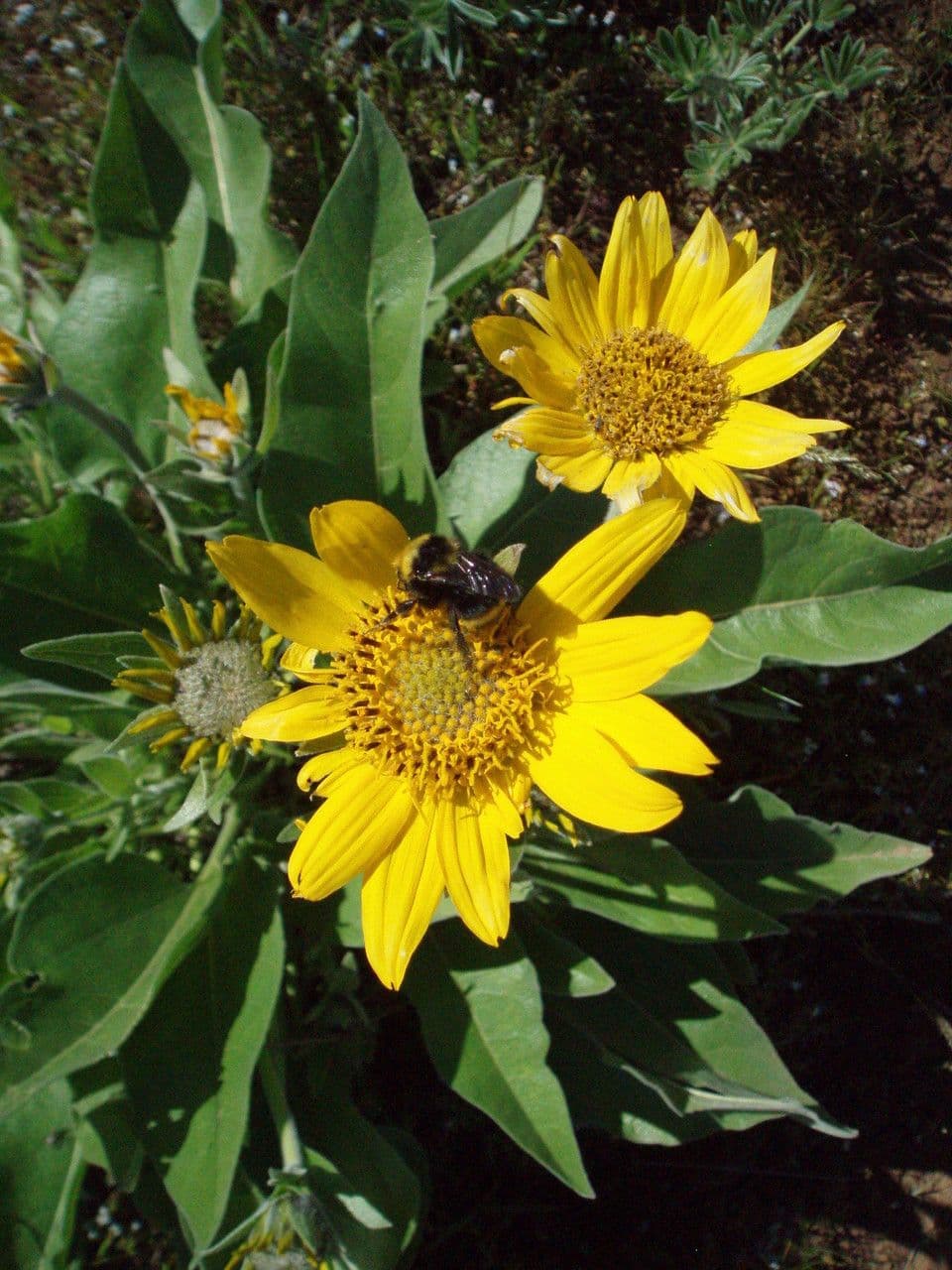 Balsamorhiza 3