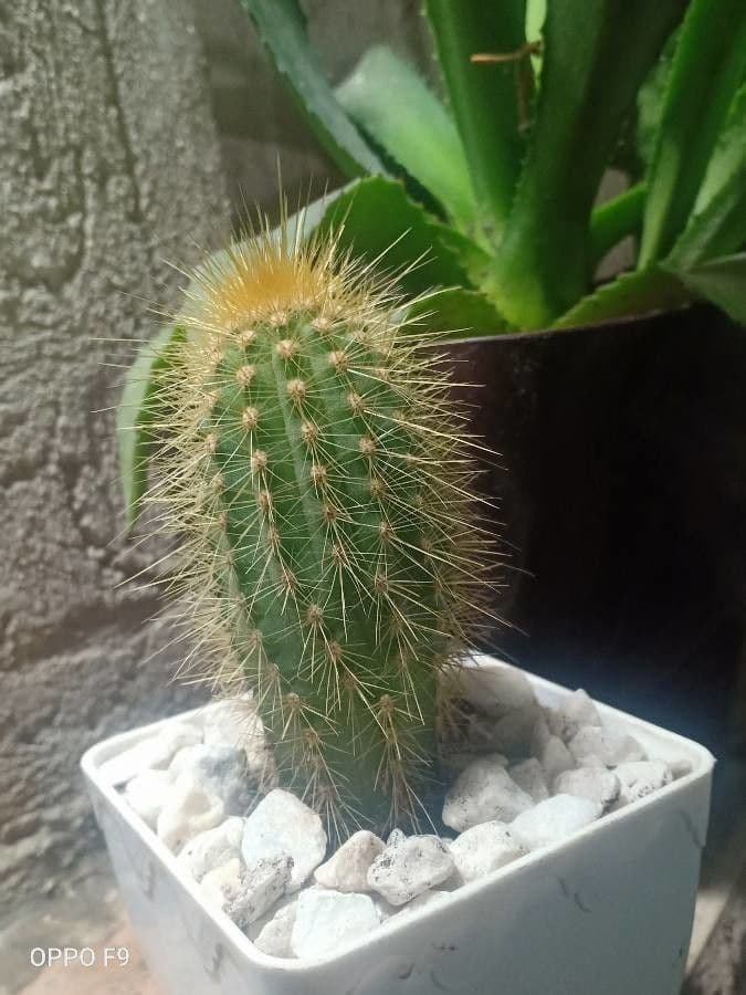 Pilosocereus 9