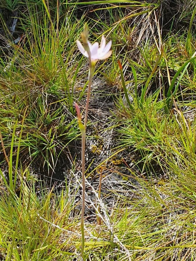 Hesperantha 6