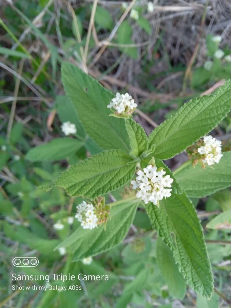 Lippia de Java 10