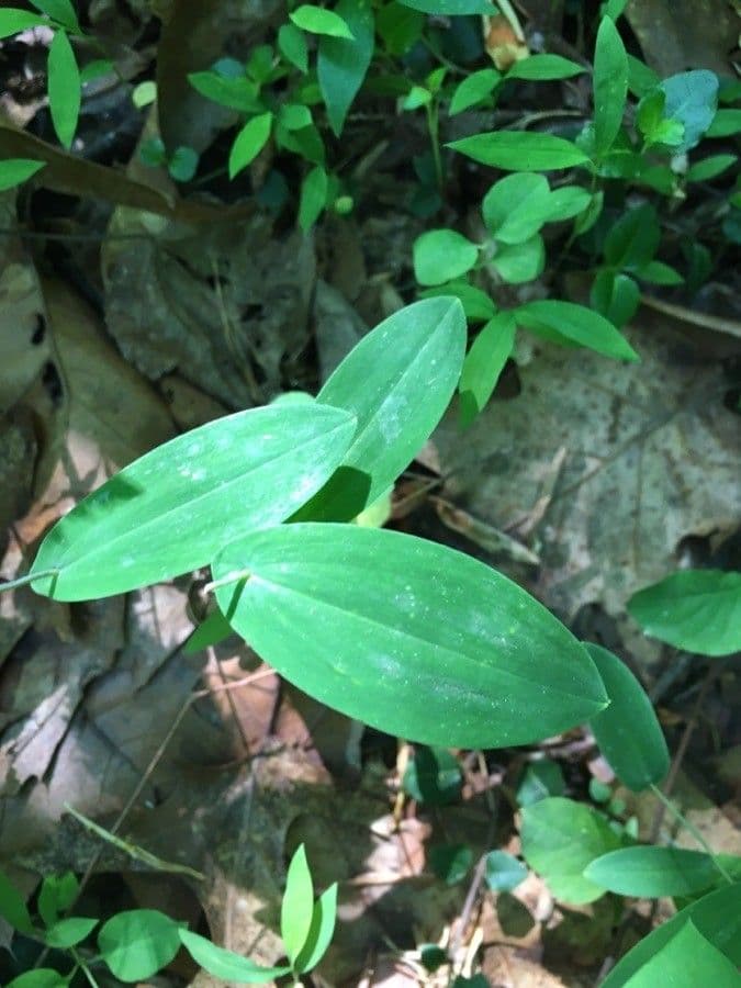 Uvularia perfoliata 16