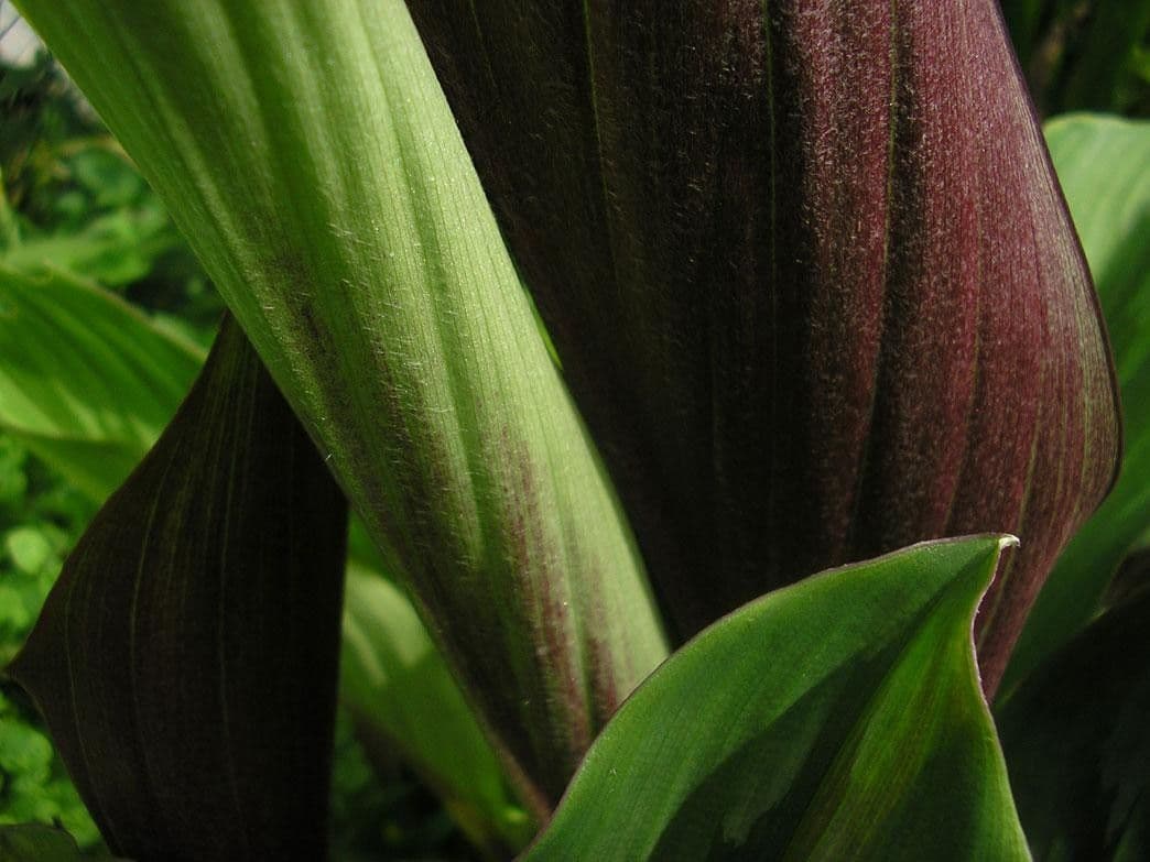 Kaempferia 16
