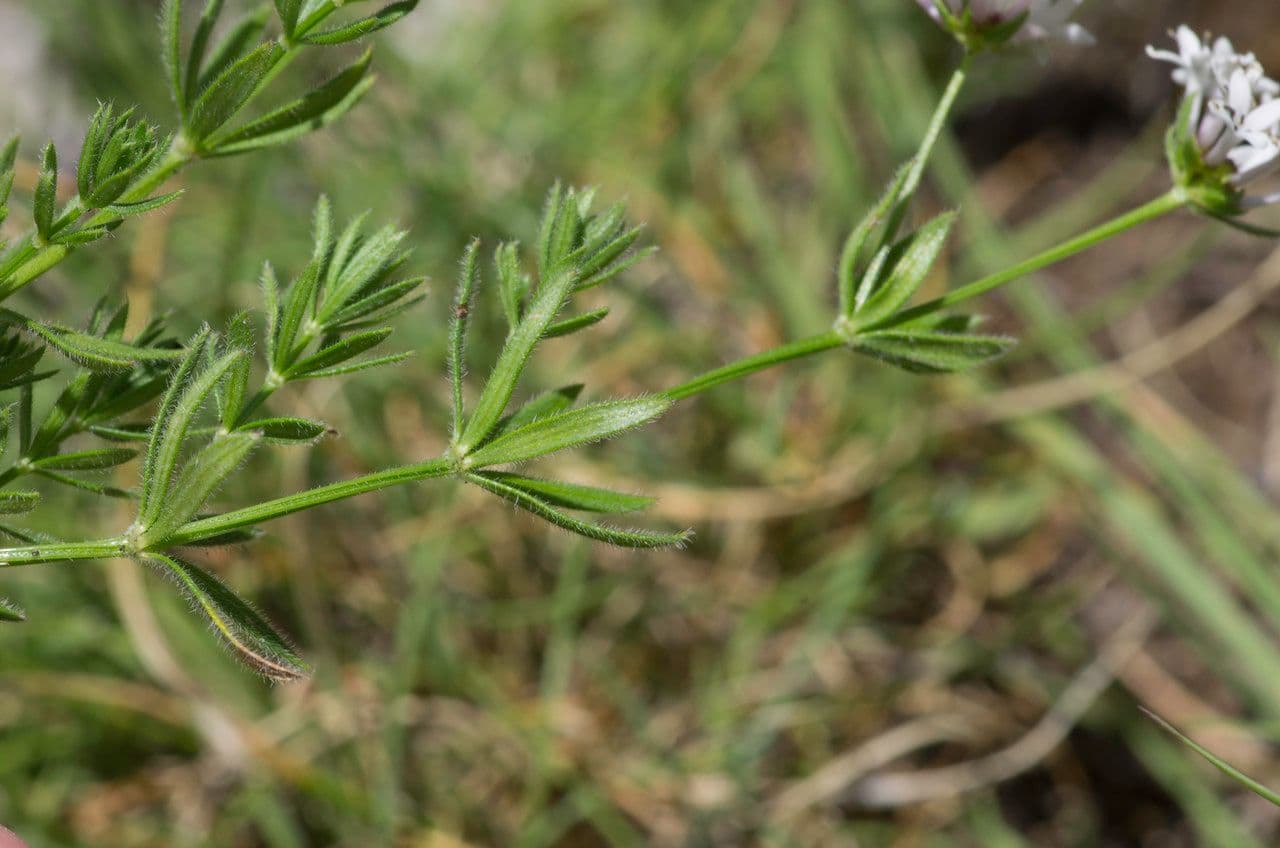 Asperula peluta 14