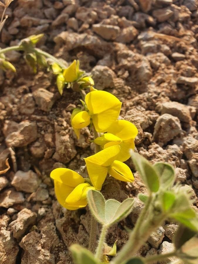 Crotalaria 2