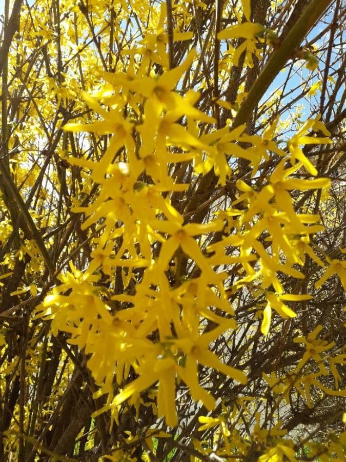 Forsythia pendula 4