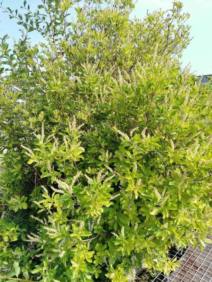 Clethra 14