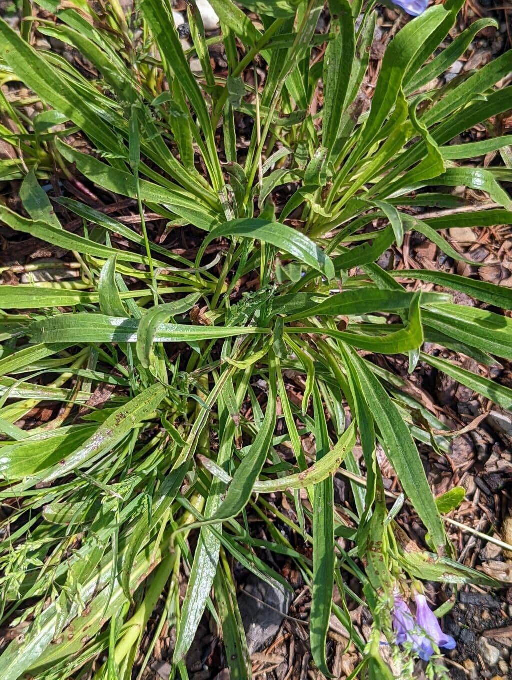 Penstemon 5