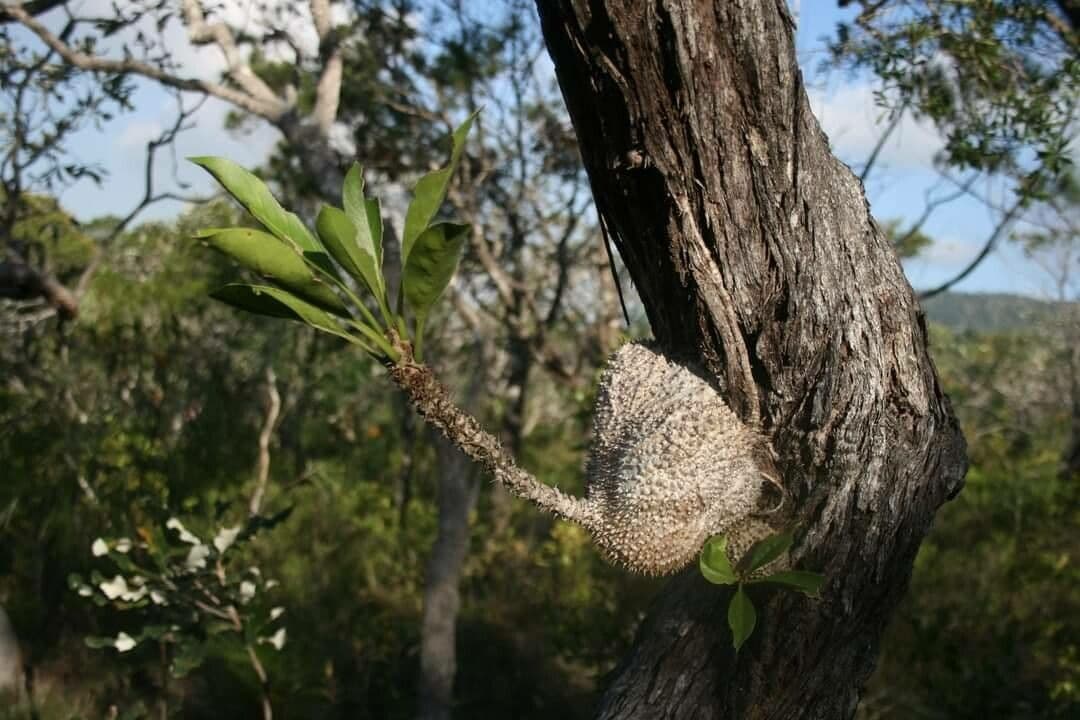 Myrmecodia 5