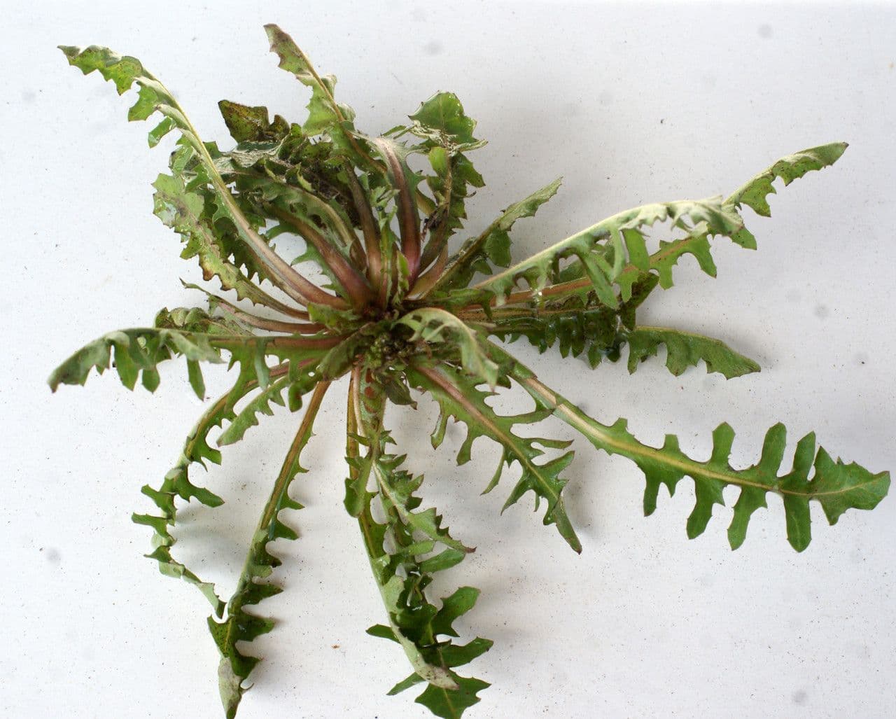 Radicchiella vescicosa 15