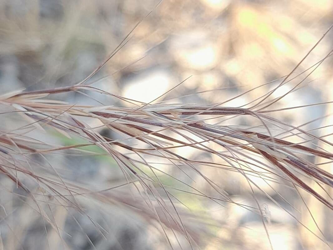 Aristida comune 3