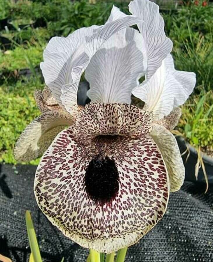 Iris 2