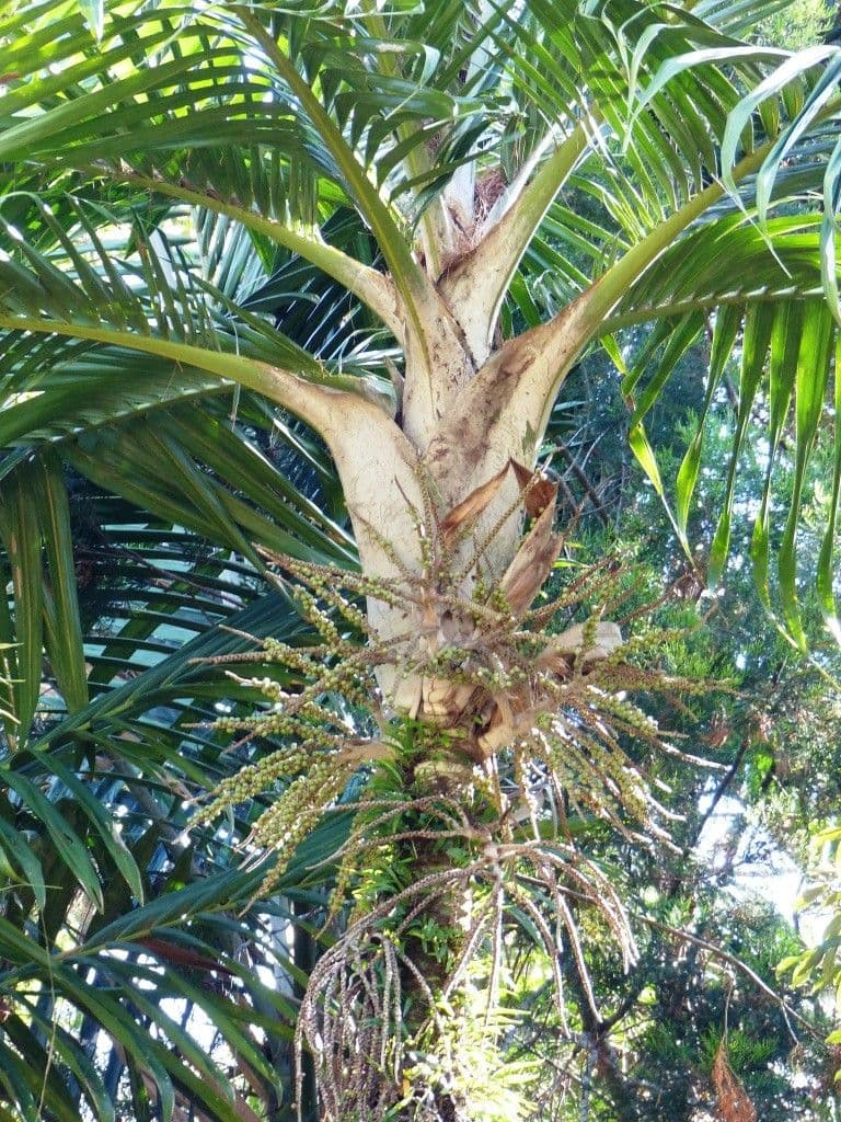 Burretiokentia 15