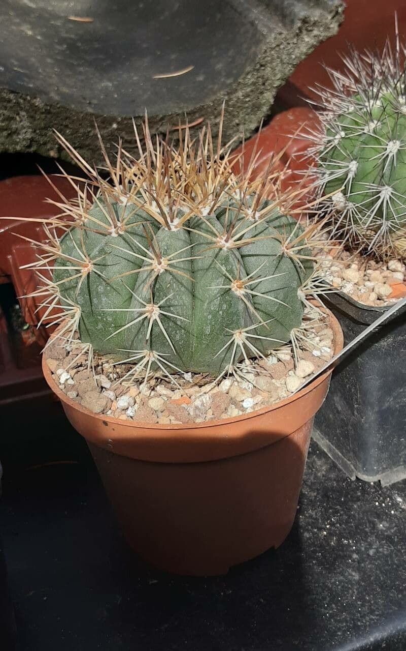Melocactus